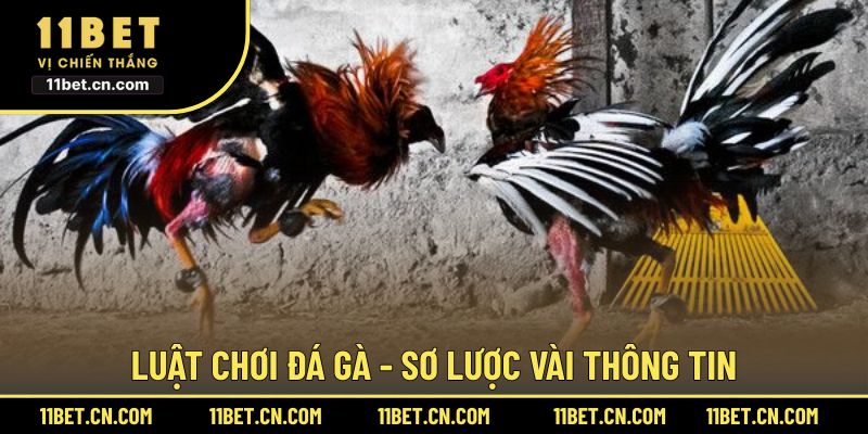 Luật chơi đá gà - Sơ lược vài thông tin