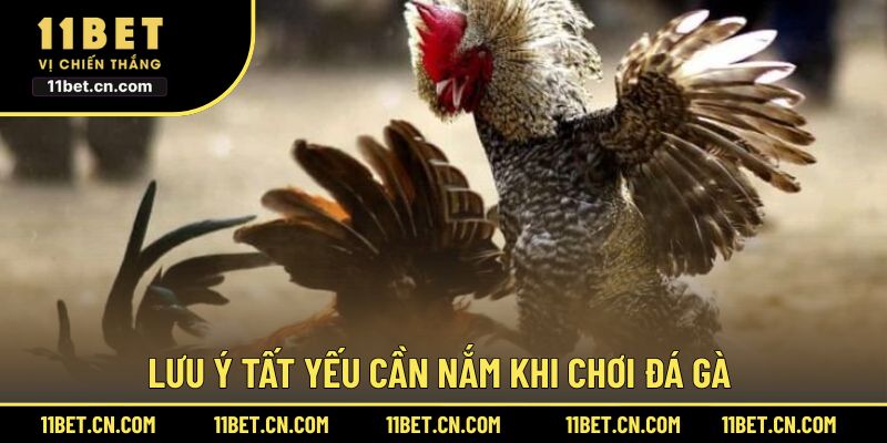 Lưu ý tất yếu cần nắm khi chơi đá gà