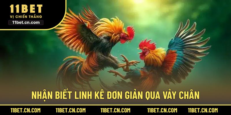 Nhận biết linh kê đơn giản qua vảy chân