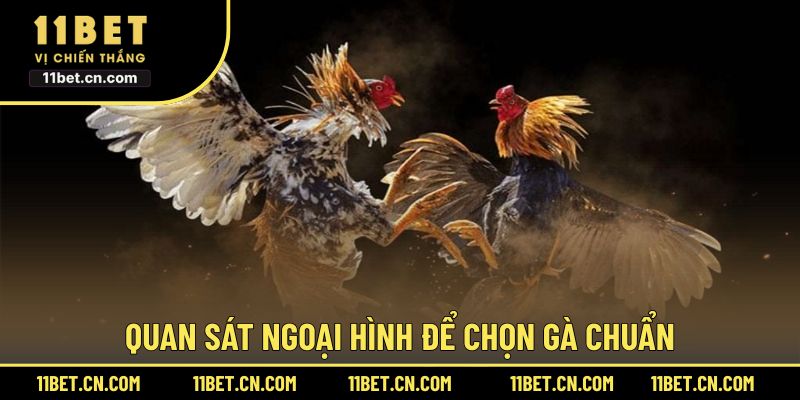 Quan sát ngoại hình để chọn gà chuẩn