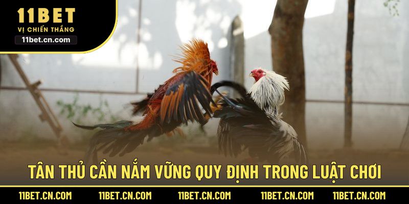 Tân thủ cần nắm vững quy định trong luật chơi