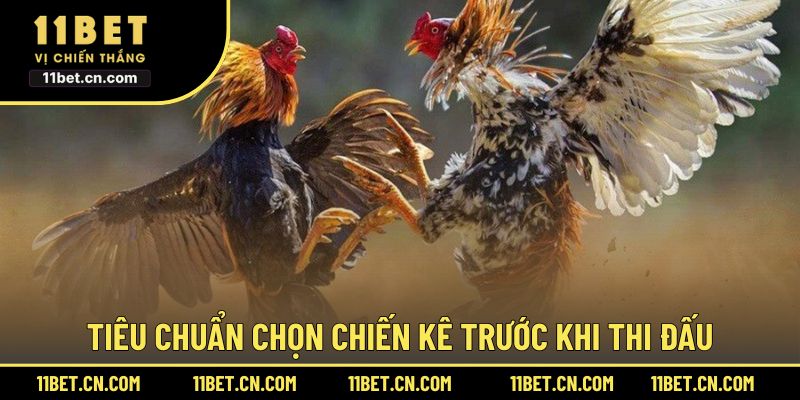 Tiêu chuẩn chọn chiến kê trước khi thi đấu